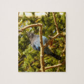 Steller's Jay im Rocky Mountain National Park Puzzle (Vertikal)