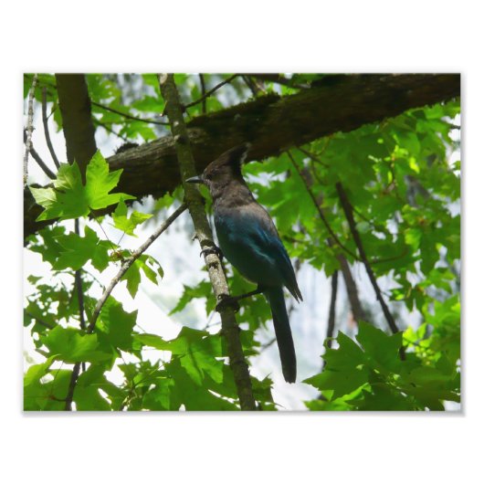 Steller's Jay im Yosemite-Nationalpark Fotodruck (Vorne)