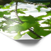 Steller's Jay im Yosemite-Nationalpark Fotodruck (Ecke)