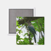 Steller's Jay im Yosemite-Nationalpark Magnet (Vorderseite/Rückseite)