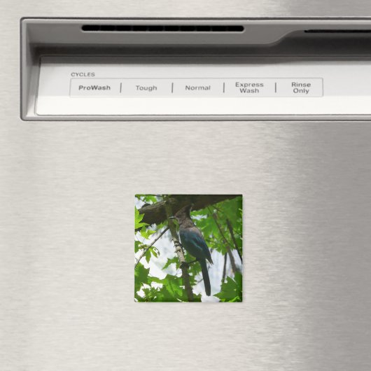 Steller's Jay im Yosemite-Nationalpark Magnet (In Situ (Geschirrspüler))