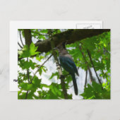 Steller's Jay im Yosemite-Nationalpark Postkarte (Vorne/Hinten)