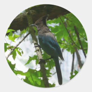 Steller's Jay im Yosemite-Nationalpark Runder Aufkleber