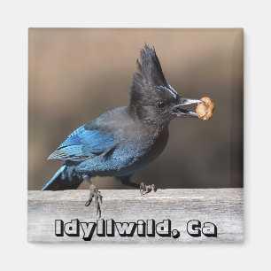 Steller's Jay mit Erdnussmagnet Idyllwild, Ca Magnet