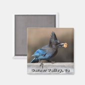 Steller's Jay mit Peanut Magnet Garner Valley, Ca (Vorderseite/Rückseite)