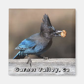 Steller's Jay mit Peanut Magnet Garner Valley, Ca (Vorne)