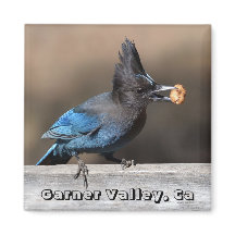 Steller's Jay mit Peanut Magnet Garner Valley, Ca