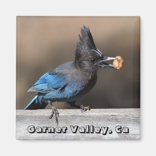 Steller's Jay mit Peanut Magnet Garner Valley, Ca (Vorne)