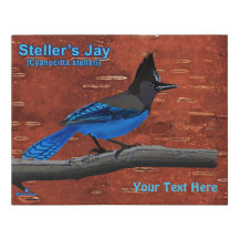 Steller's Jay On Inner Birch Bark Imitats Leinwand