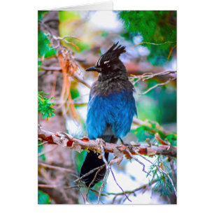 Steller's Jay - Original Foto