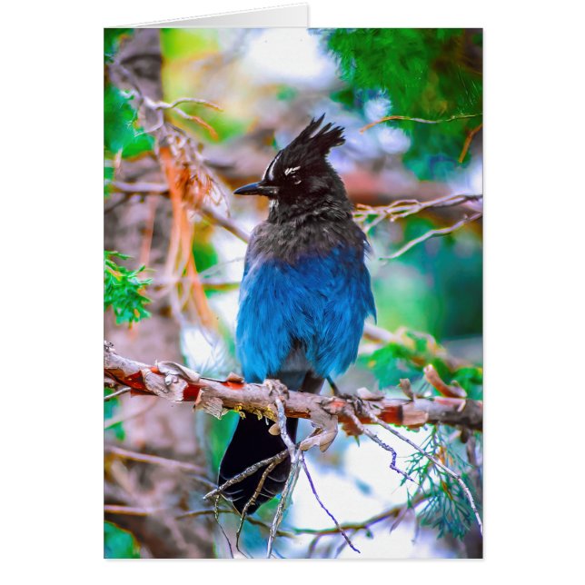 Steller's Jay - Original Foto (Vorne)