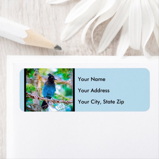 Steller's Jay - Original Foto (Insitu)