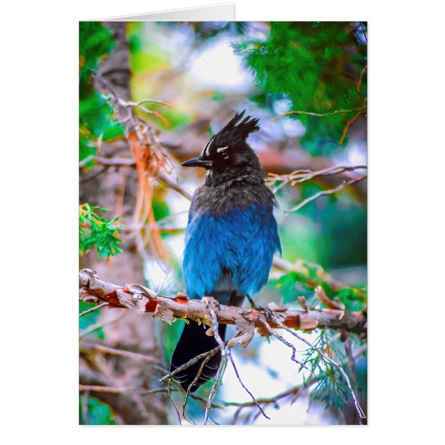 Steller's Jay - Original Foto (Vorne)