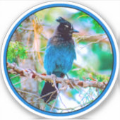 Steller's Jay - Original Foto Aufkleber (Vorderseite)