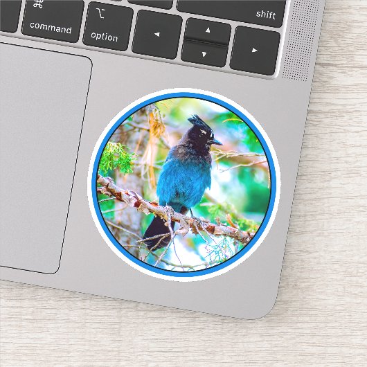 Steller's Jay - Original Foto Aufkleber (Detail)