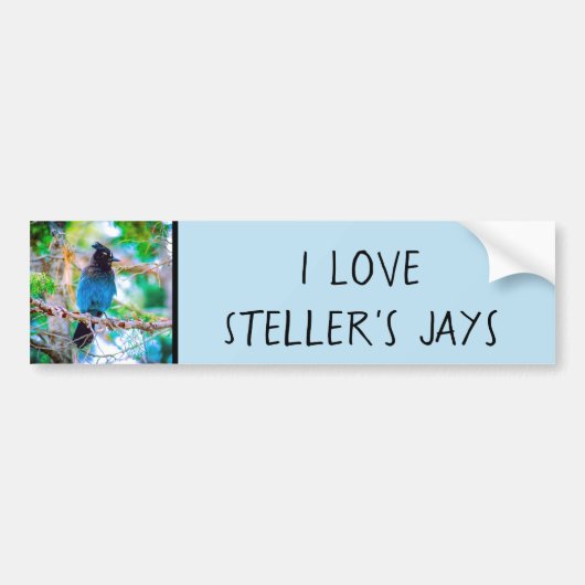 Steller's Jay - Original Foto Autoaufkleber (Vorne)