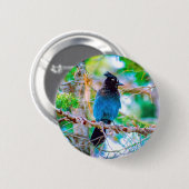 Steller's Jay - Original Foto Button (Vorne & Hinten)