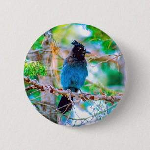 Steller's Jay - Original Foto Button