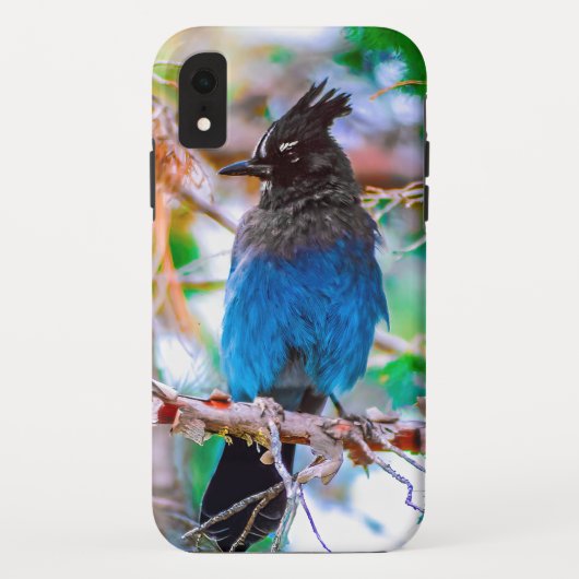 Steller's Jay - Original Foto Case-Mate iPhone Hülle (Rückseite)