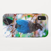 Steller's Jay - Original Foto Case-Mate iPhone Hülle (Rückseite (Horizontal))