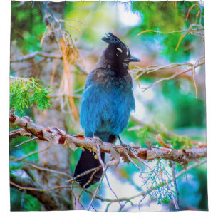 Steller's Jay - Original Foto Duschvorhang