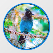 Steller's Jay - Original Foto Fensteraufkleber (Blatt)