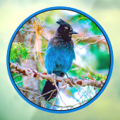 Steller's Jay - Original Foto Fensteraufkleber (Blatt 3)