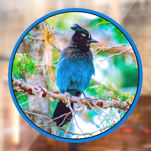 Steller's Jay - Original Foto Fensteraufkleber (Blatt 2)