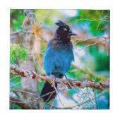 Steller's Jay - Original Foto Fliese (Vorderseite)