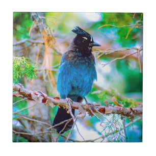 Steller's Jay - Original Foto Fliese