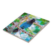 Steller's Jay - Original Foto Fliese (Seite)