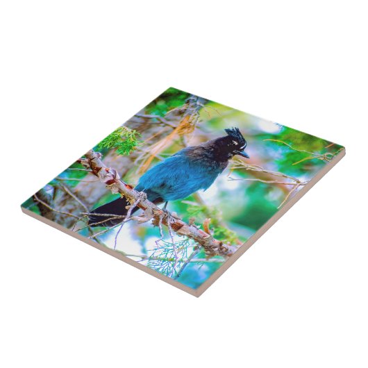 Steller's Jay - Original Foto Fliese (Seite)
