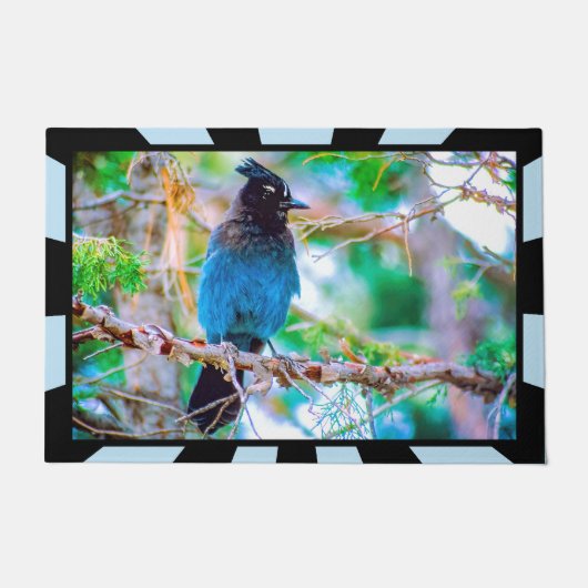 Steller's Jay - Original Foto Fußmatte (Vorderseite)