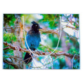 Steller's Jay - Original Foto Große Geschenktüte (Vorderseite)