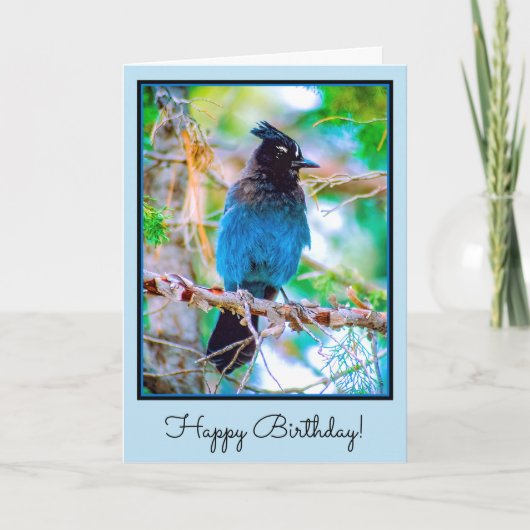 Steller's Jay - Original Foto Karte (Vorderseite)