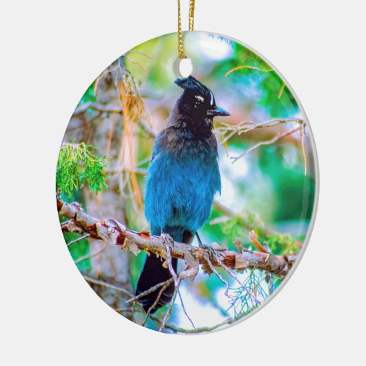 Steller's Jay - Original Foto Keramik Ornament (Links)