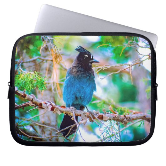 Steller's Jay - Original Foto Laptopschutzhülle (Vorderseite)