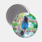 Steller's Jay - Original Foto Magnet (Vorderseite/Rückseite)