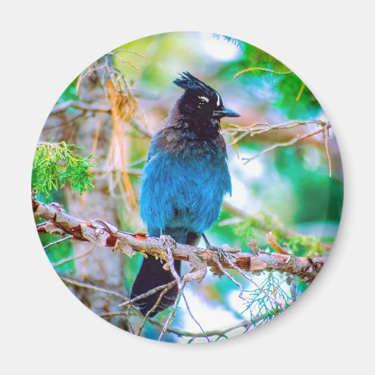 Steller's Jay - Original Foto Magnet (Vorne)