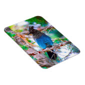 Steller's Jay - Original Foto Magnet (Rechte Seite)