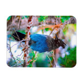Steller's Jay - Original Foto Magnet (Horizontal)