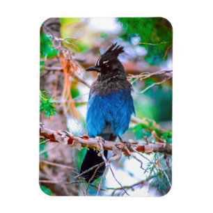 Steller's Jay - Original Foto Magnet