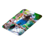Steller's Jay - Original Foto Magnet (Linke Seite)