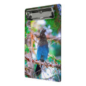 Steller's Jay - Original Foto Mini Klemmbrett (Gewinkelt2)