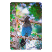 Steller's Jay - Original Foto Mini Klemmbrett (Rückseite)