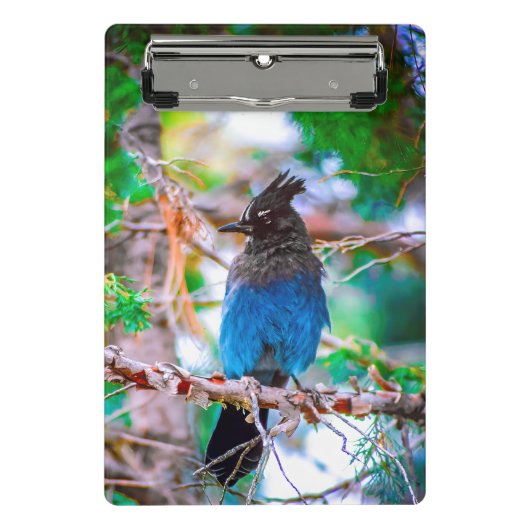 Steller's Jay - Original Foto Mini Klemmbrett (Vorderseite)