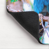 Steller's Jay - Original Foto Mousepad (Ecke)