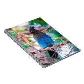 Steller's Jay - Original Foto Notizblock (Rechte Seite)