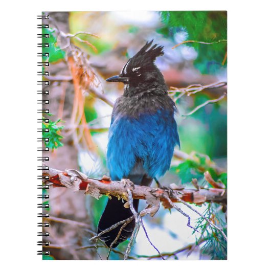 Steller's Jay - Original Foto Notizblock (Vorderseite)