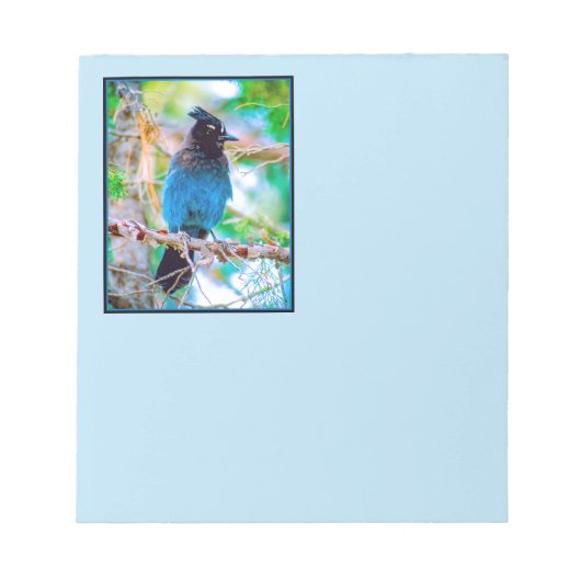 Steller's Jay - Original Foto Notizblock (Vorderseite)